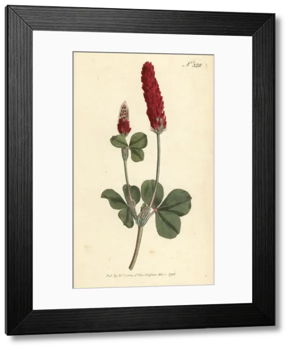 Framed Print : Crimson clover, Trifolium incarnatum Framed Print : Crimson clover, Trifolium incarnatum
