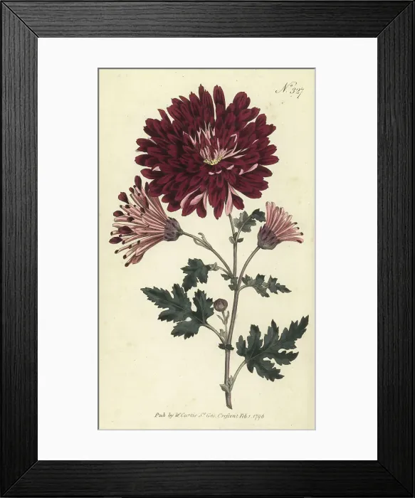 Framed Print : Indian chrysanthemum, Chrysanthemum indicum Framed Print : Indian chrysanthemum, Chrysanthemum indicum