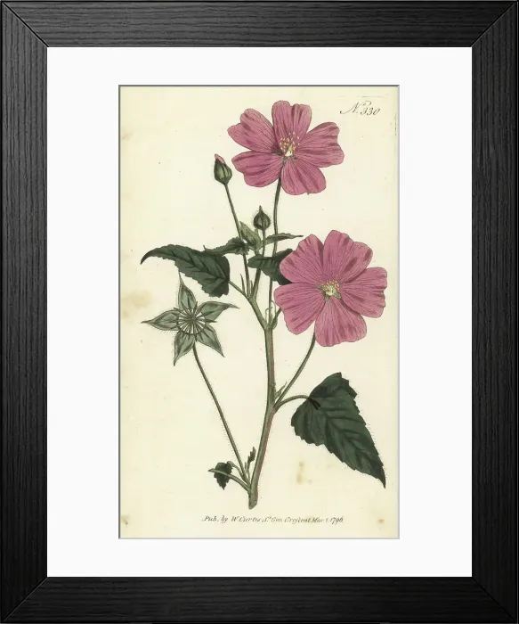 Framed Print : Crested anoda, Anoda cristata Framed Print : Crested anoda, Anoda cristata