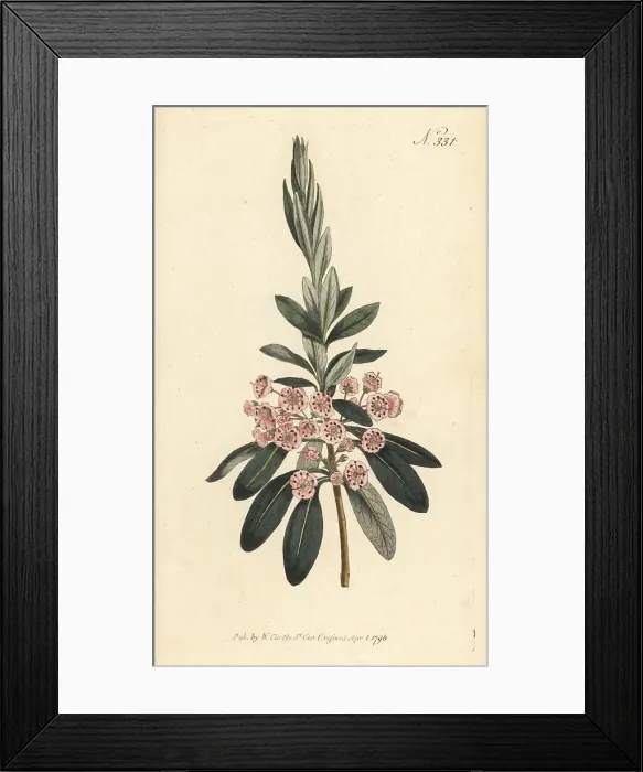 Framed Print : Sheep laurel, Kalmia angustifolia Framed Print : Sheep laurel, Kalmia angustifolia