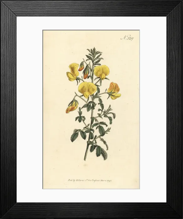 Framed Print : Yellow restharrow, Ononis natrix Framed Print : Yellow restharrow, Ononis natrix