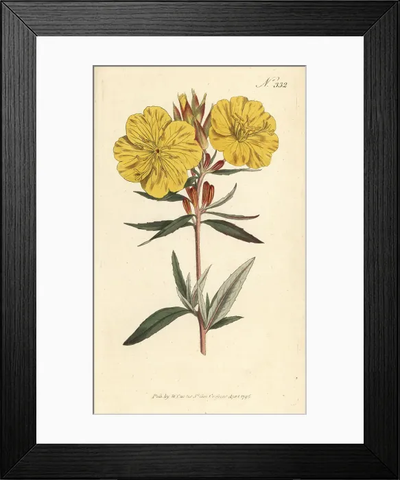Framed Print : Narrowleaf evening primrose, Oenothera fruticosa Framed Print : Narrowleaf evening primrose, Oenothera fruticosa
