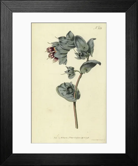 Framed Print : Great honeywort, Cerinthe major Framed Print : Great honeywort, Cerinthe major