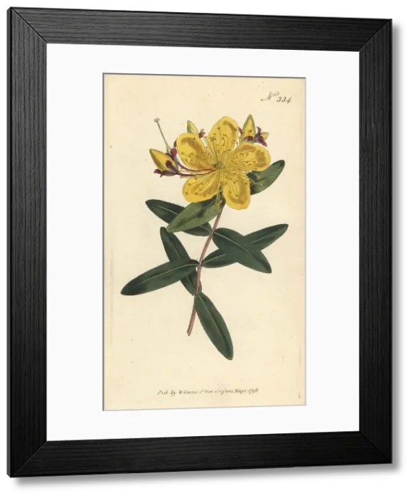 Framed Print : Chinese St. John's-wort, Hypericum monogynum Framed Print : Chinese St. John's-wort, Hypericum monogynum