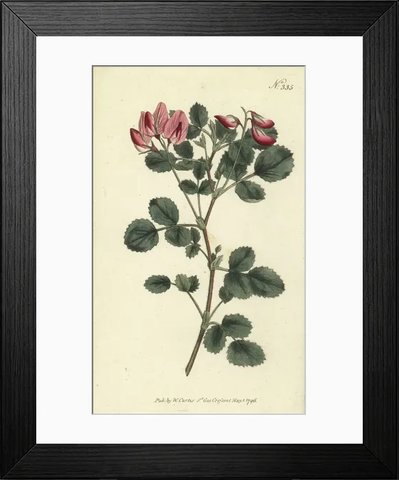 Framed Print : Round-leaved restharrow, Ononis rotundifolia Framed Print : Round-leaved restharrow, Ononis rotundifolia