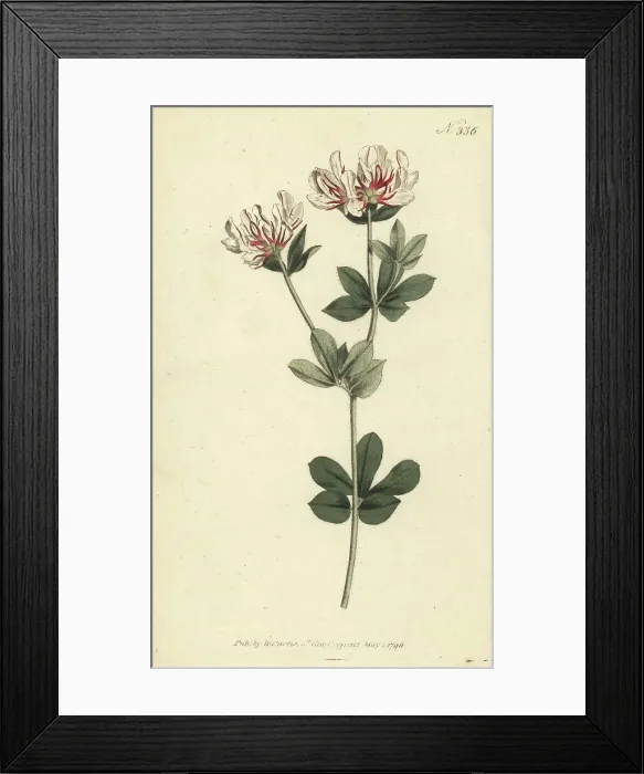 Framed Print : Hairy canary-clover, Lotus hirsutus Framed Print : Hairy canary-clover, Lotus hirsutus