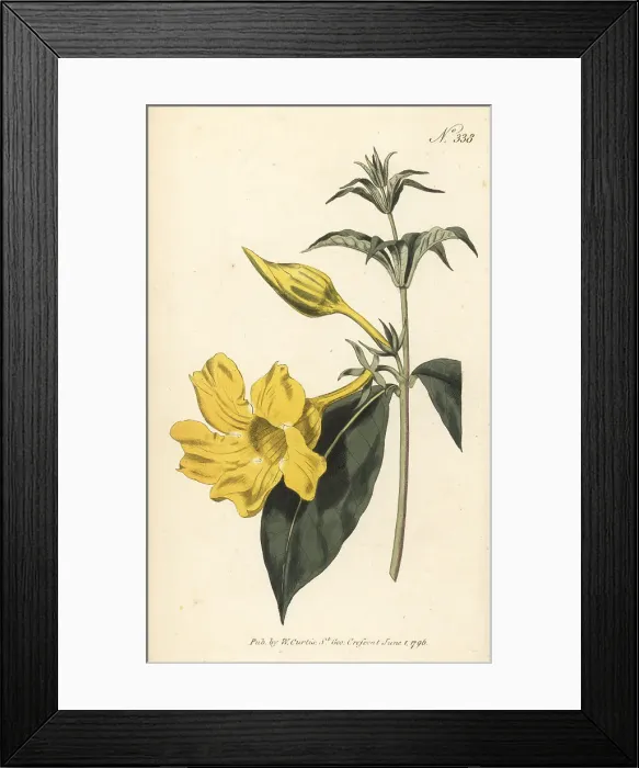 Framed Print : Bush allamanda, Allamanda schottii Framed Print : Bush allamanda, Allamanda schottii