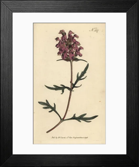 Framed Print : Large-flowered selfheal, Prunella grandiflora Framed Print : Large-flowered selfheal, Prunella grandiflora