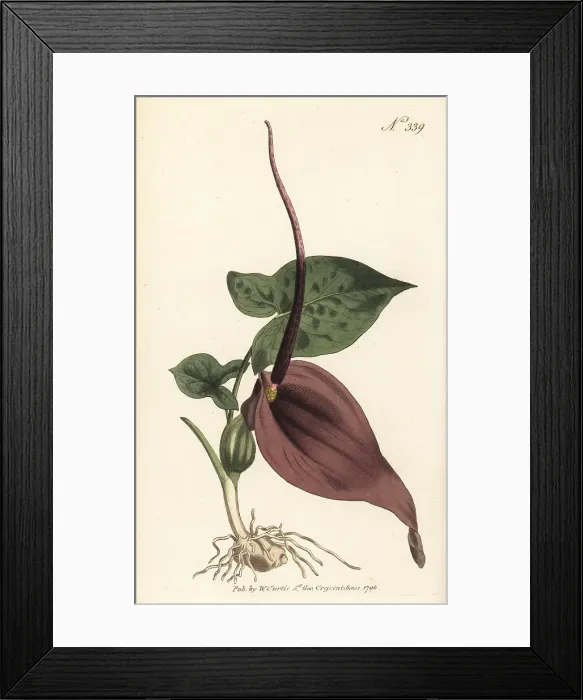 Framed Print : Typhonium trilobatum Framed Print : Typhonium trilobatum