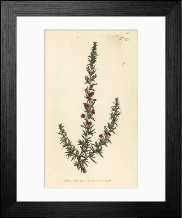 Framed Print : Muraltia heisteria Framed Print : Muraltia heisteria