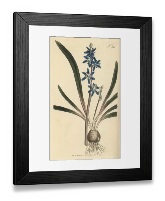 Framed Print : Star hyacinth, Scilla amoena Framed Print : Star hyacinth, Scilla amoena