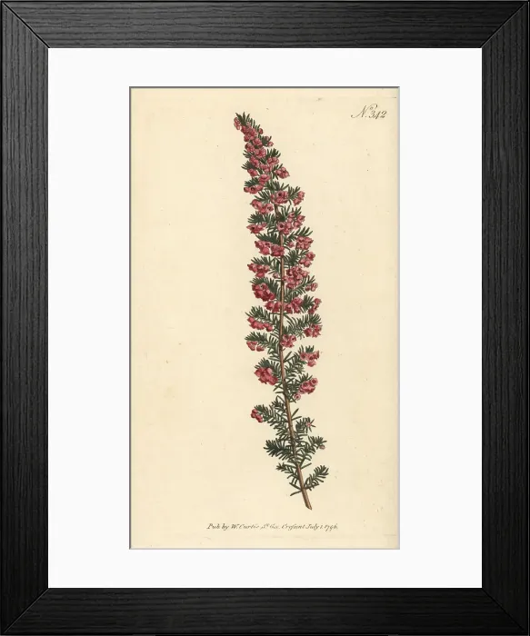 Framed Print : Erica subdivaricata Framed Print : Erica subdivaricata