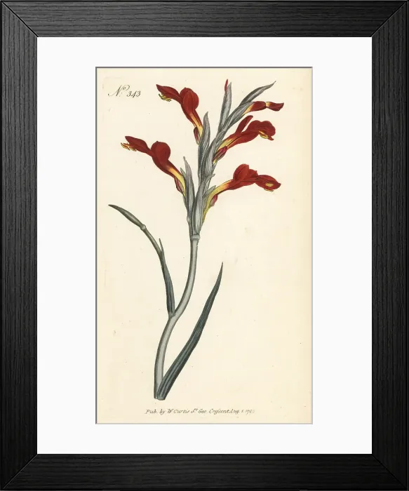 Framed Print : Lepelblom, Gladiolus cunonius Framed Print : Lepelblom, Gladiolus cunonius