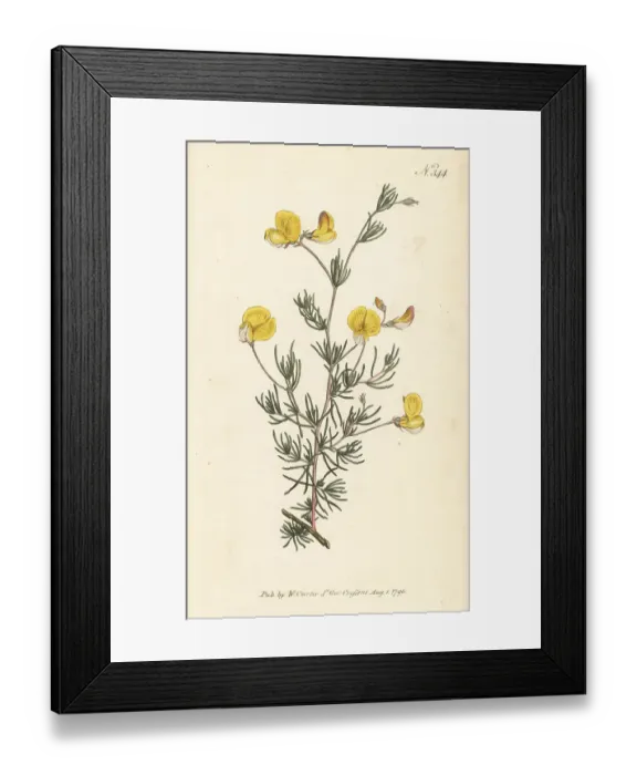 Framed Print : Zigzag capegorse, Aspalathus bracteata Framed Print : Zigzag capegorse, Aspalathus bracteata