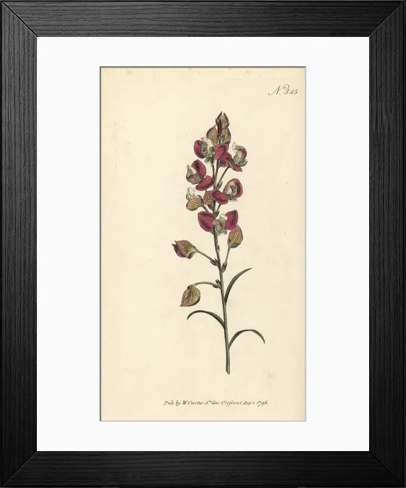 Framed Print : Spear-leaved milkwort, Polygala bracteolata Framed Print : Spear-leaved milkwort, Polygala bracteolata