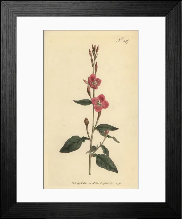 Framed Print : Rose of Mexico, Oenothera rosea Framed Print : Rose of Mexico, Oenothera rosea