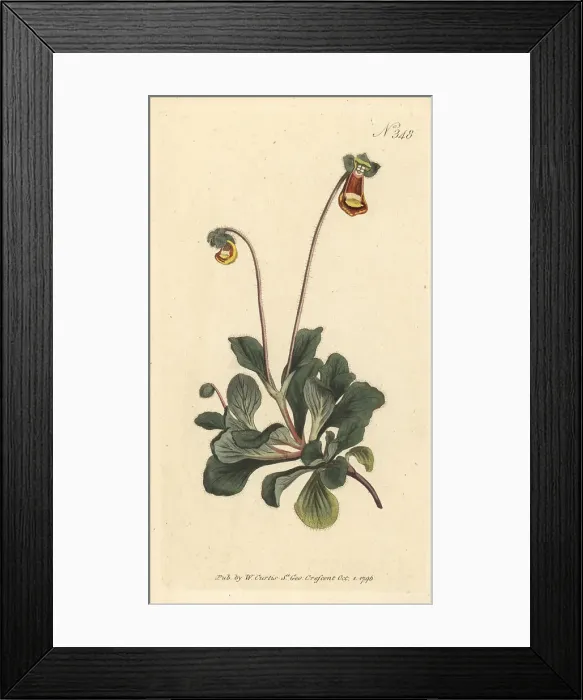 Framed Print : Fothergill's slipper-wort, Calceolaria fothergillii Framed Print : Fothergill's slipper-wort, Calceolaria fothergillii