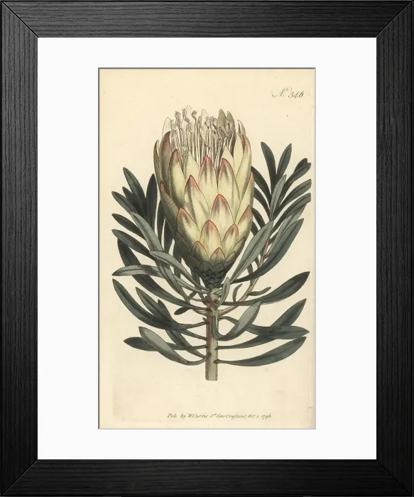 Framed Print : Common sugarbush, Protea repens Framed Print : Common sugarbush, Protea repens