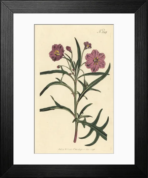 Framed Print : Kangaroo apple, Solanum laciniatum Framed Print : Kangaroo apple, Solanum laciniatum