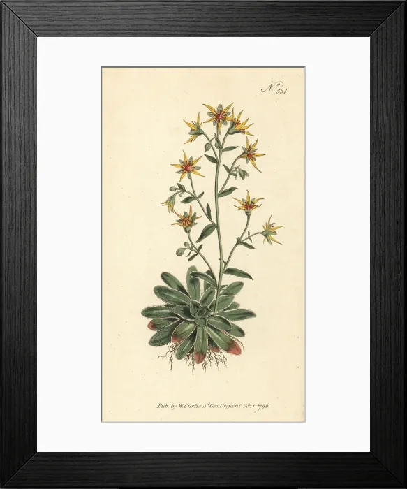 Framed Print : Saffron-coloured saxifrage, Saxifraga mutata Framed Print : Saffron-coloured saxifrage, Saxifraga mutata