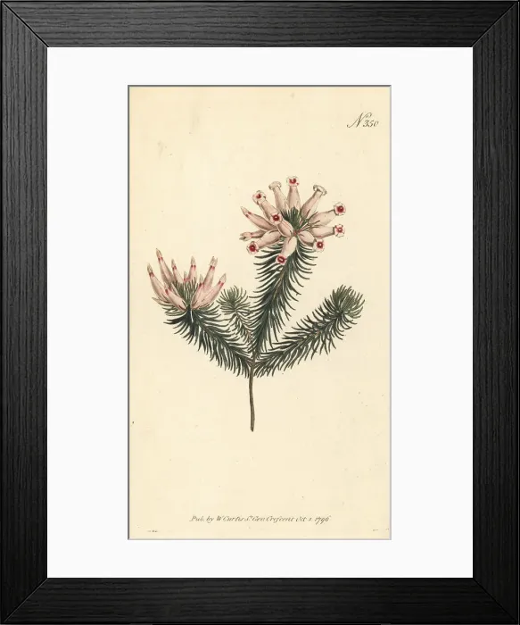 Framed Print : Porcelain heath, Erica ventricosa