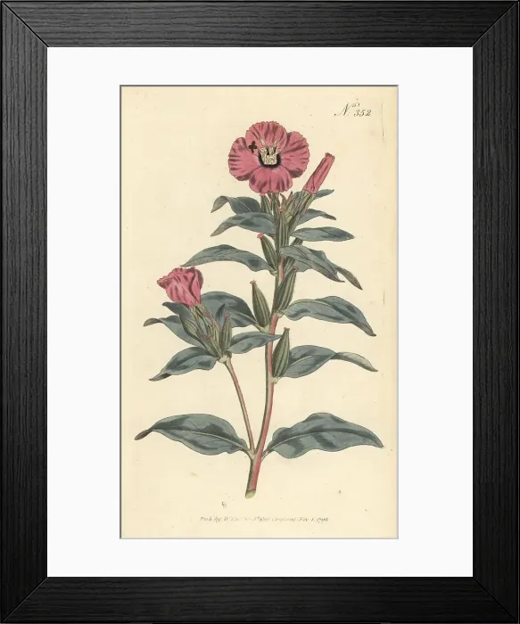 Framed Print : Rose of Mexico, Oenothera rosea Framed Print : Rose of Mexico, Oenothera rosea
