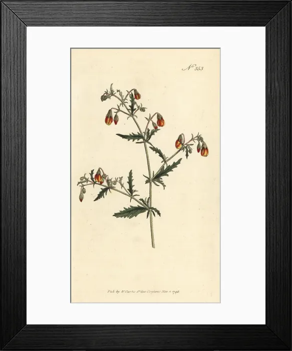 Framed Print : Hermannia species Framed Print : Hermannia species