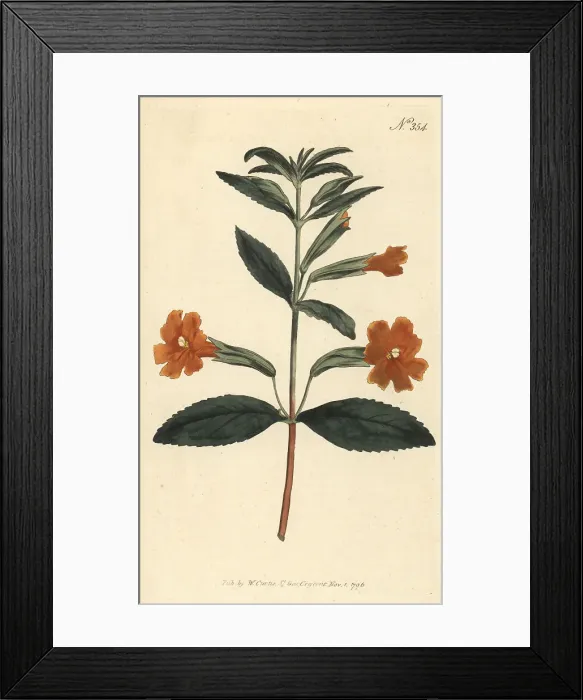 Framed Print : Sticky monkey-flower, Diplacus aurantiacus Framed Print : Sticky monkey-flower, Diplacus aurantiacus