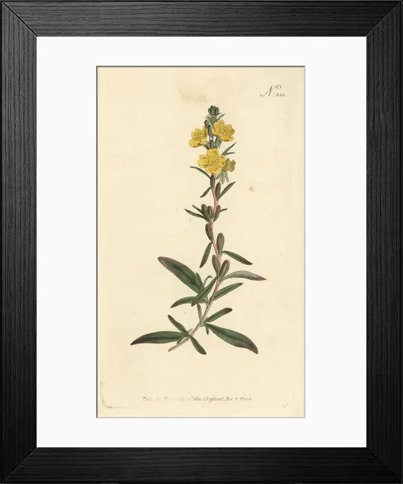 Framed Print : Little evening primrose, Oenothera perennis Framed Print : Little evening primrose, Oenothera perennis