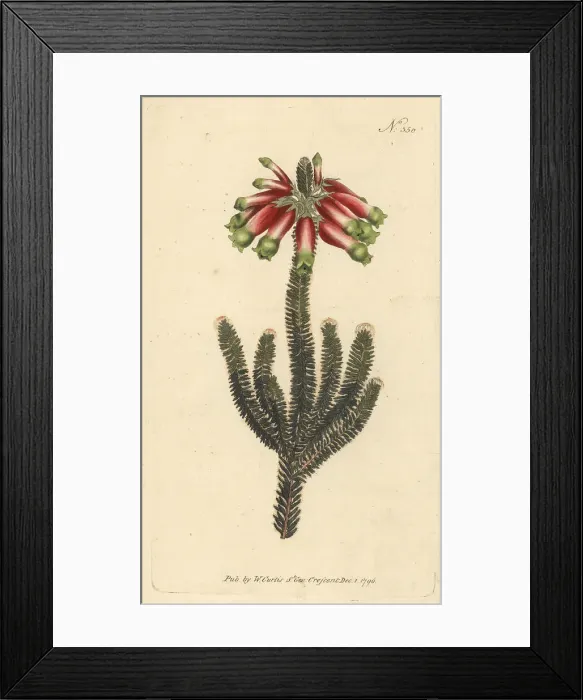 Framed Print : Masson's heath, Erica massonii Framed Print : Masson's heath, Erica massonii