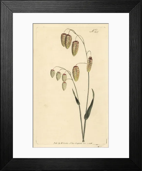 Framed Print : Great quaking grass, Briza maxima Framed Print : Great quaking grass, Briza maxima