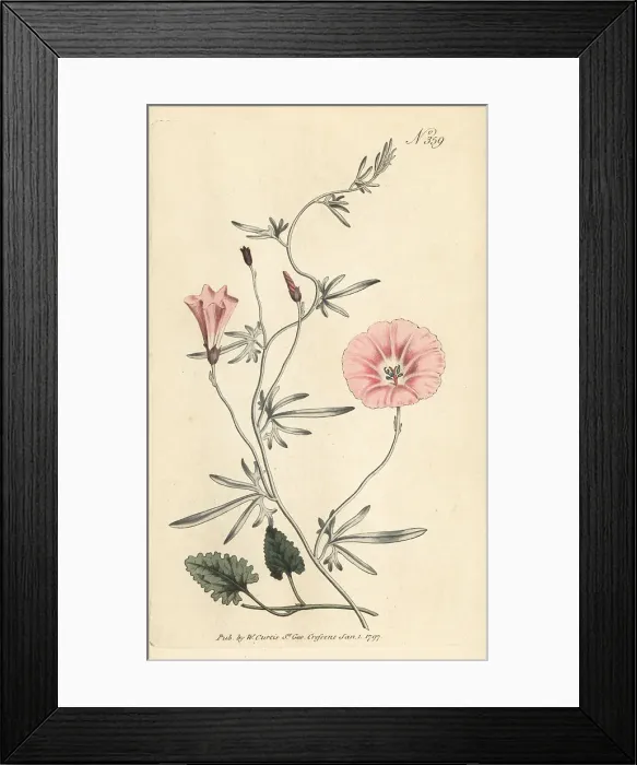 Framed Print : Mallow bindweed, Convolvulus althaeoides Framed Print : Mallow bindweed, Convolvulus althaeoides