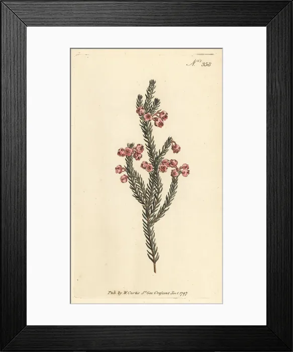Framed Print : Berry heath, Erica baccans Framed Print : Berry heath, Erica baccans
