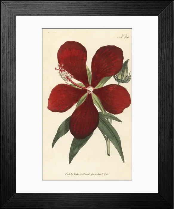 Framed Print : Superb hibiscus, Hibiscus speciosus Framed Print : Superb hibiscus, Hibiscus speciosus