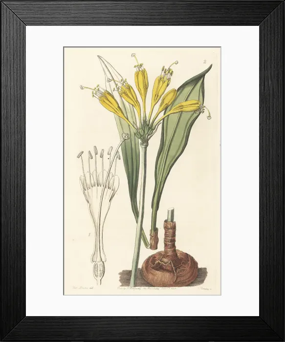 Framed Print : Yolk-of-egg stenomesson, Stenomesson vitellinum Framed Print : Yolk-of-egg stenomesson, Stenomesson vitellinum