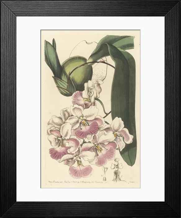 Framed Print : Cuitlauzina pendula orchid Framed Print : Cuitlauzina pendula orchid