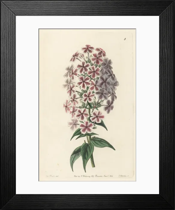 Framed Print : Van Houtte's phlox, garden variety Framed Print : Van Houtte's phlox, garden variety