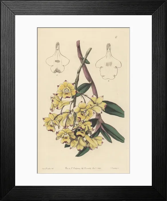 Framed Print : Blood-stained dendrobium. Dendrobium sanguinolentum