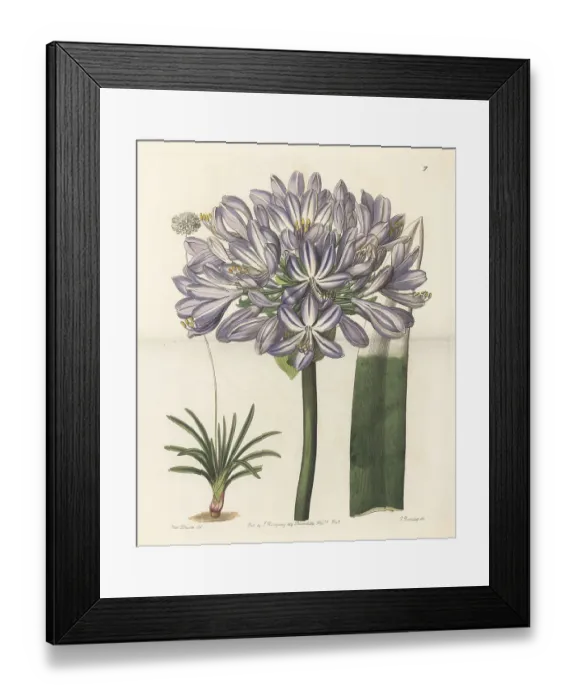 Framed Print : African lily, Agapanthus praecox subsp. orientalis Framed Print : African lily, Agapanthus praecox subsp. orientalis