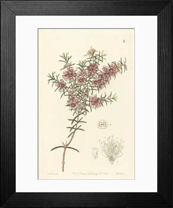 Framed Print : Swan River myrtle, Hypocalymma robustum Framed Print : Swan River myrtle, Hypocalymma robustum
