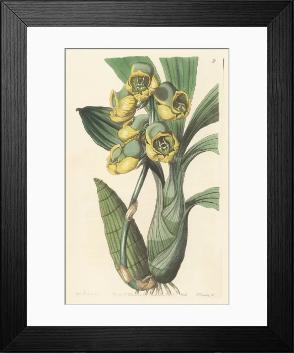 Framed Print : Flat-headed catasetum orchid, Catasetum planiceps Framed Print : Flat-headed catasetum orchid, Catasetum planiceps
