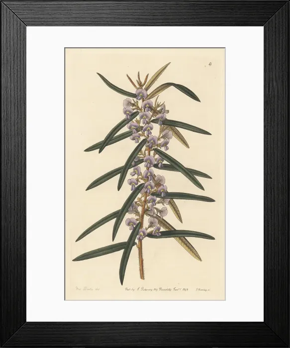 Framed Print : Rusty pods, Hovea longifolia Framed Print : Rusty pods, Hovea longifolia