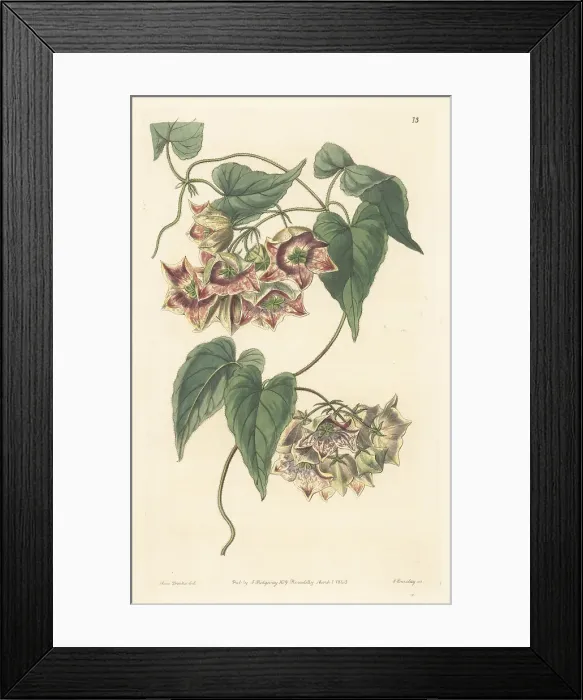 Framed Print : Philibertia gilliesii Framed Print : Philibertia gilliesii