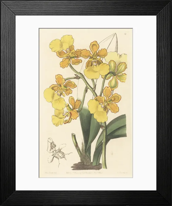 Framed Print : Trichocentrum bicallosum orchid Framed Print : Trichocentrum bicallosum orchid