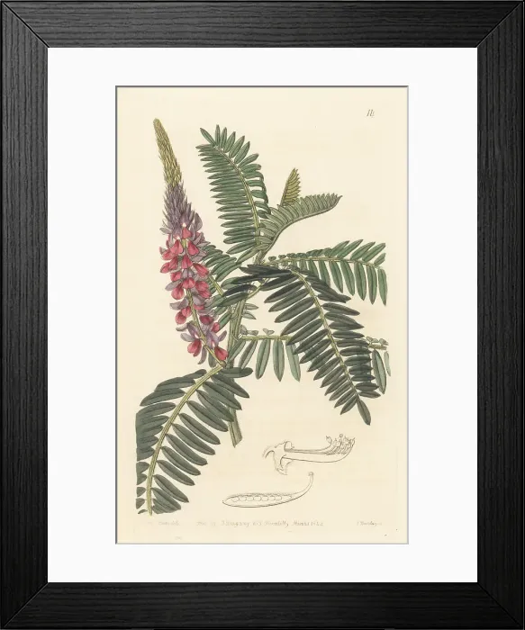 Framed Print : Long-spiked indigo, Indigofera stachyodes Framed Print : Long-spiked indigo, Indigofera stachyodes