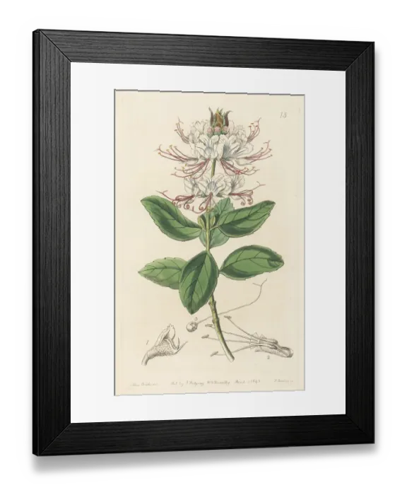 Framed Print : Ocimum grandiflorum subsp. grandiflorum Framed Print : Ocimum grandiflorum subsp. grandiflorum