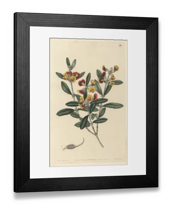 Framed Print : Gastrolobium capitatum Framed Print : Gastrolobium capitatum