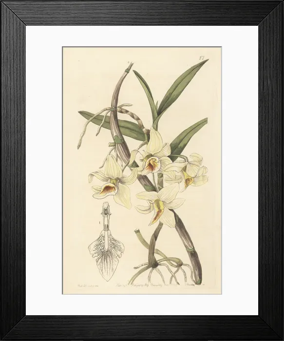 Framed Print : Jian dao chun shi hu orchid, Dendrobium rhombeum Framed Print : Jian dao chun shi hu orchid, Dendrobium rhombeum