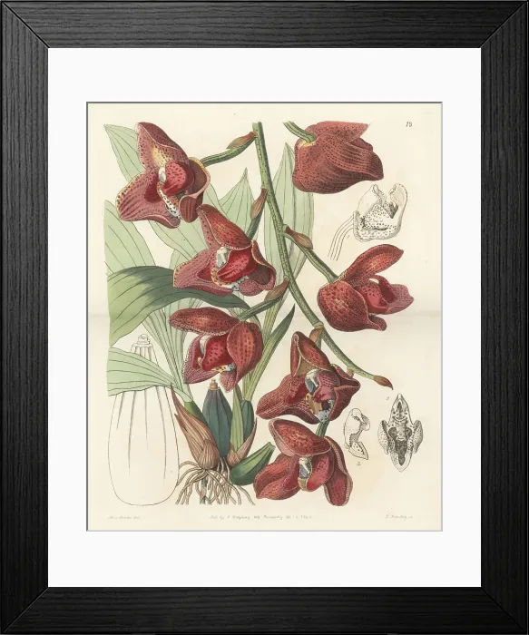 Framed Print : Acineta superba orchid Framed Print : Acineta superba orchid