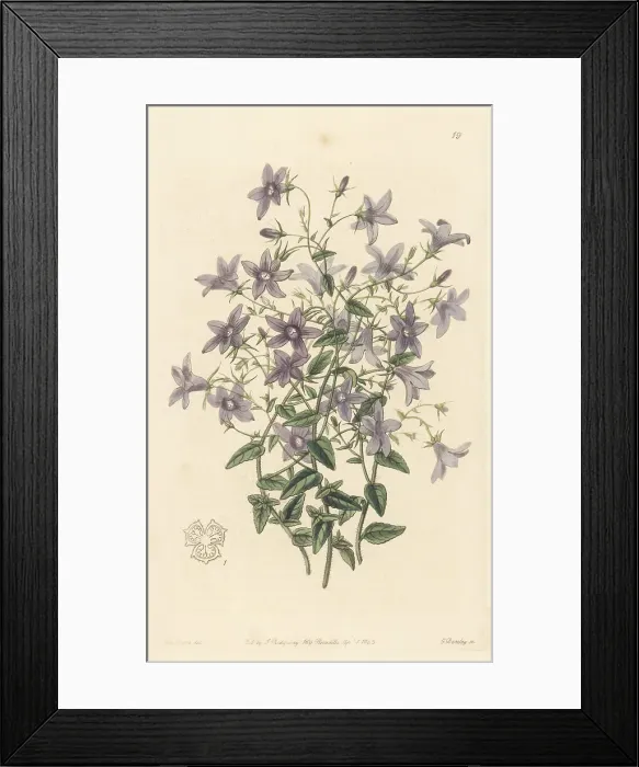 Framed Print : Lusitanian bellflower, Campanula lusitanica Framed Print : Lusitanian bellflower, Campanula lusitanica